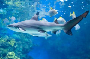 aquariumshark
