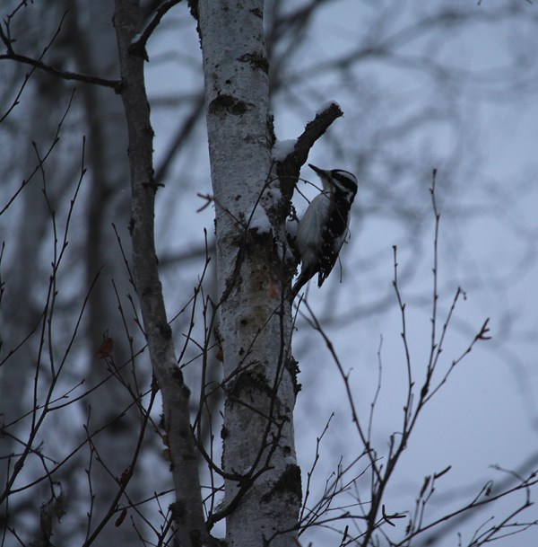 Downy Woodpecker