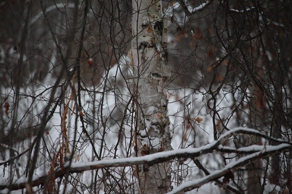 Paper Birch