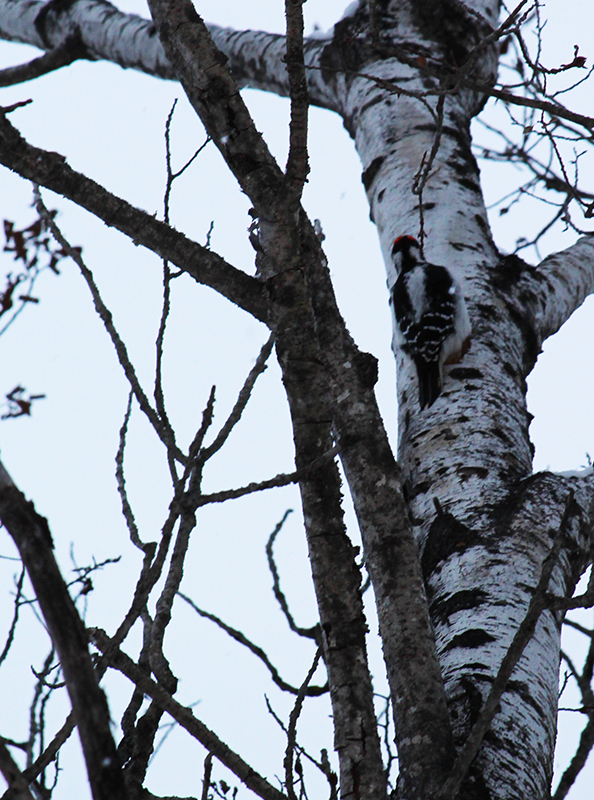 Woodpecker Downy Male