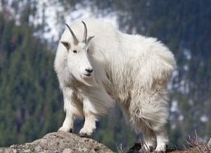 Mountain Goat (Oreamos americanus) on rocky outcrop, western montana.