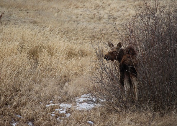 Baby Moose for Web