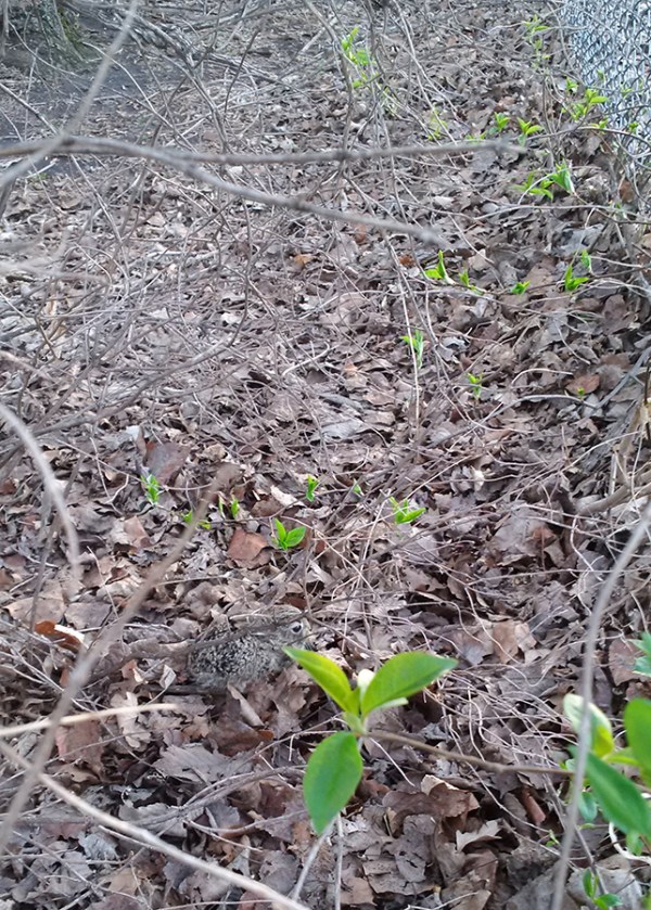 Baby Whitetail Jackr